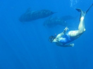 Observando ballenas